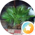 شیشه بری خواجه حسنی