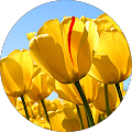 امیر مهدی فاطمی