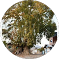 farshid