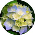 عاطفه بدلی