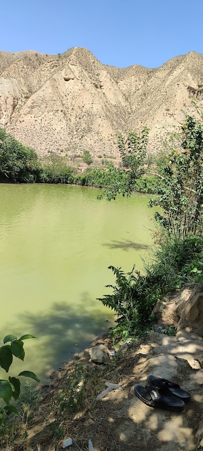 استخر پرورش ماهی حمیدی