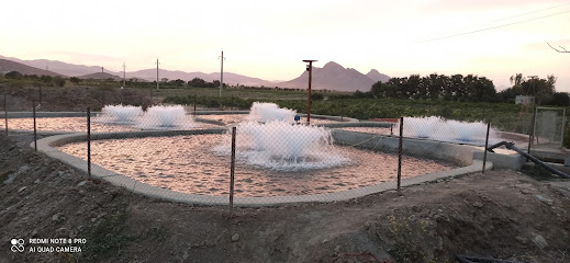 استخر پرورش ماهی ربیعی