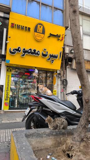 اسپرت معصومی