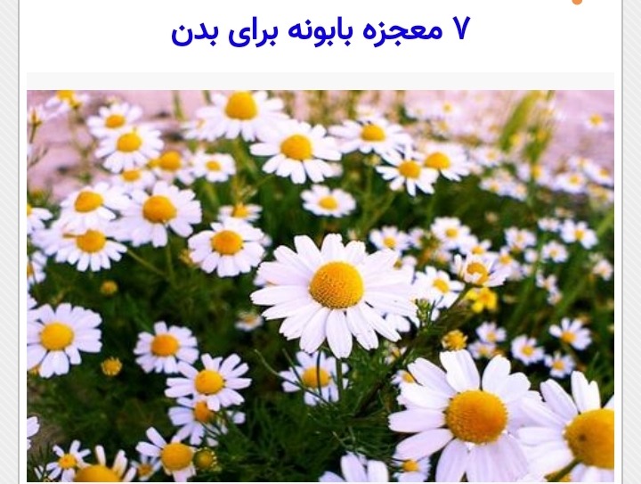 انواع عرقیات گیاهی و دارو گیاهی گل محمدی