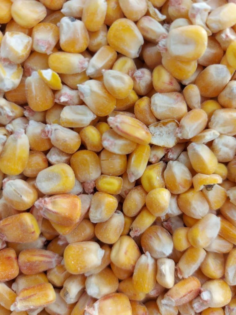 ترجمه همزمان روسی به فارسی و بلعکس قاسمی