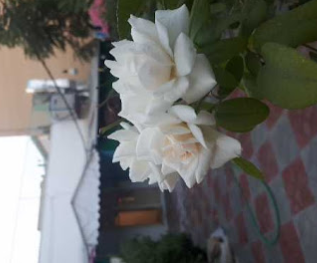 تهیه غذای قائم