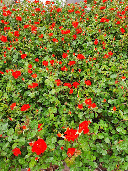 تولیدی گل اردیبهشت