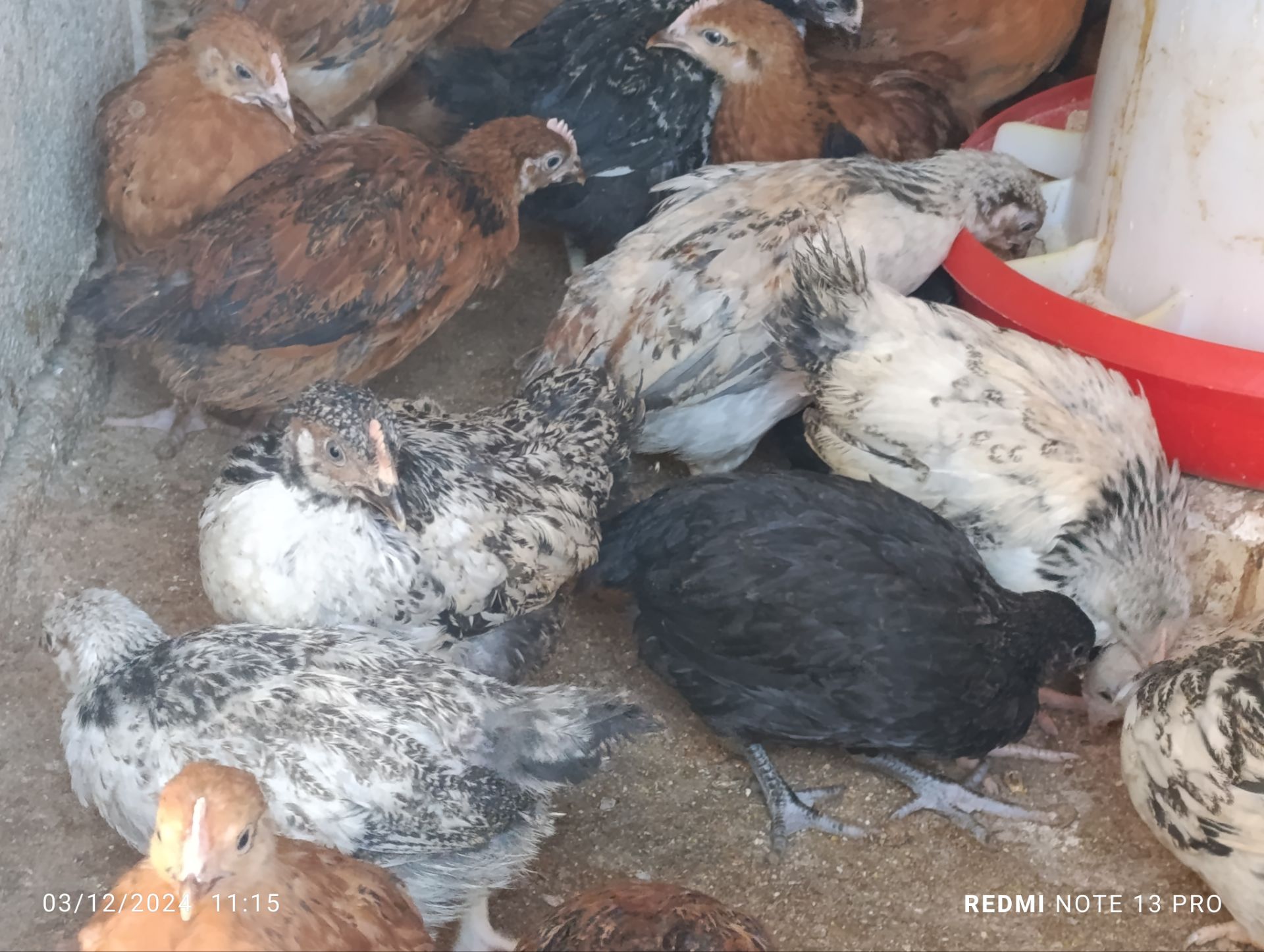 جوجه محلی گلپایگانی