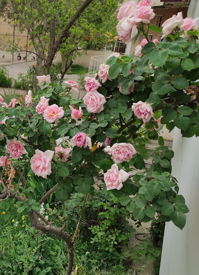 خانه سالمندان یاس