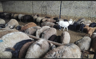 دامداری جمالی