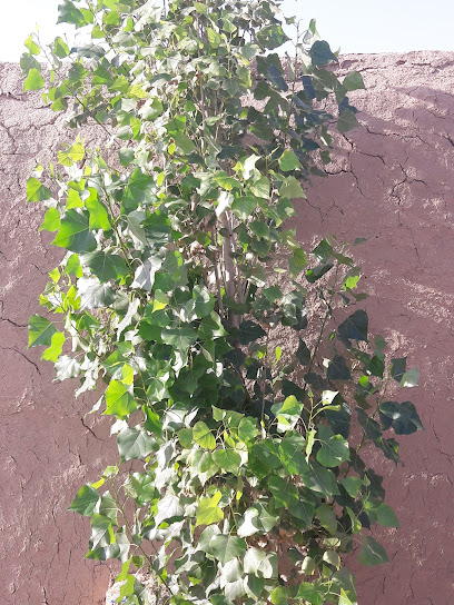 دامداری جودکی