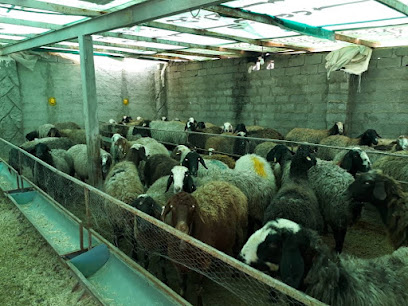دامداری ستارپور