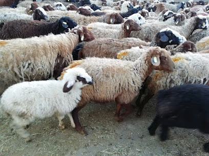 دامداری شیرازی