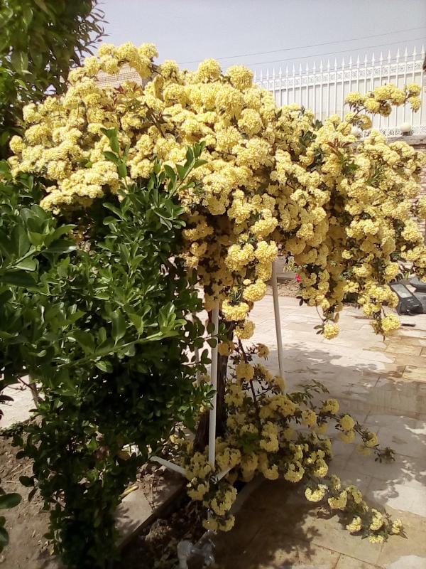 رستوران پاداش