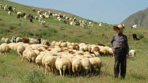 روغن زرد گوسفندی خالص بجنورد