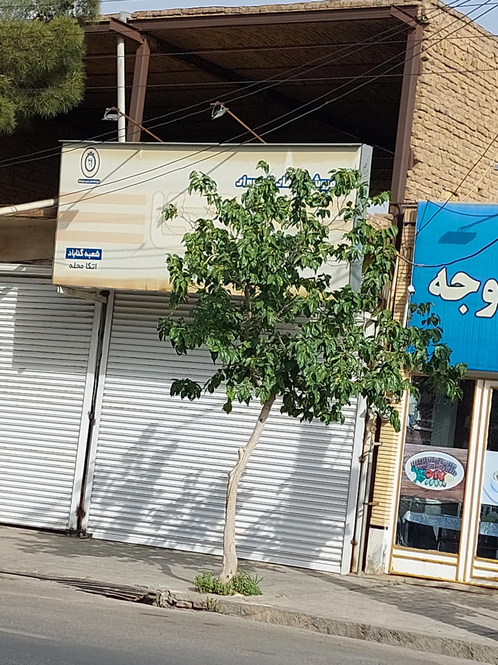 رویال گستر
