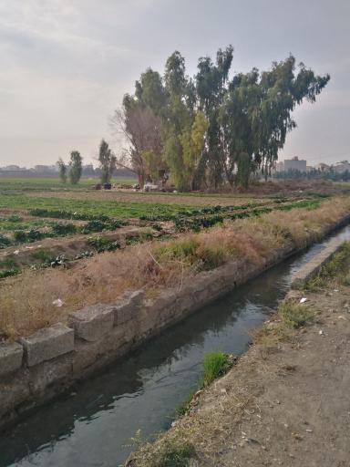 سبزی فروشی