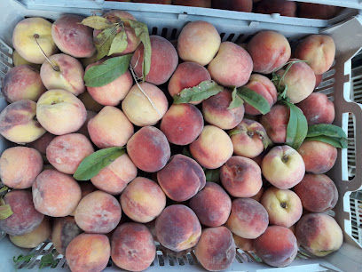 سبزی و تره بار فخاری