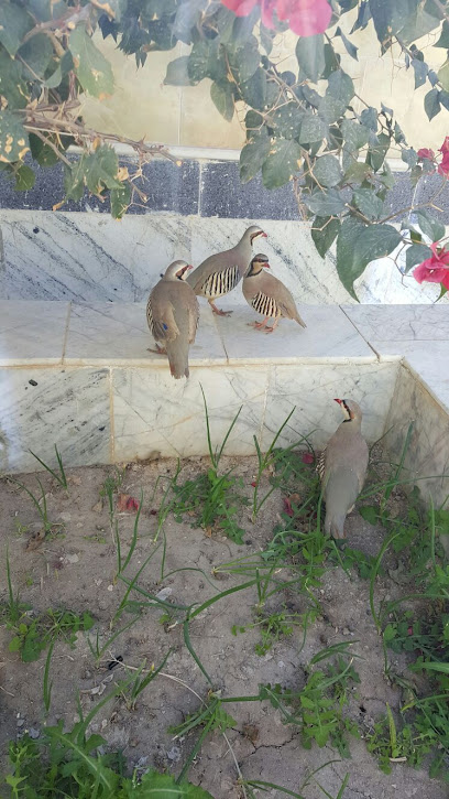 سراوان