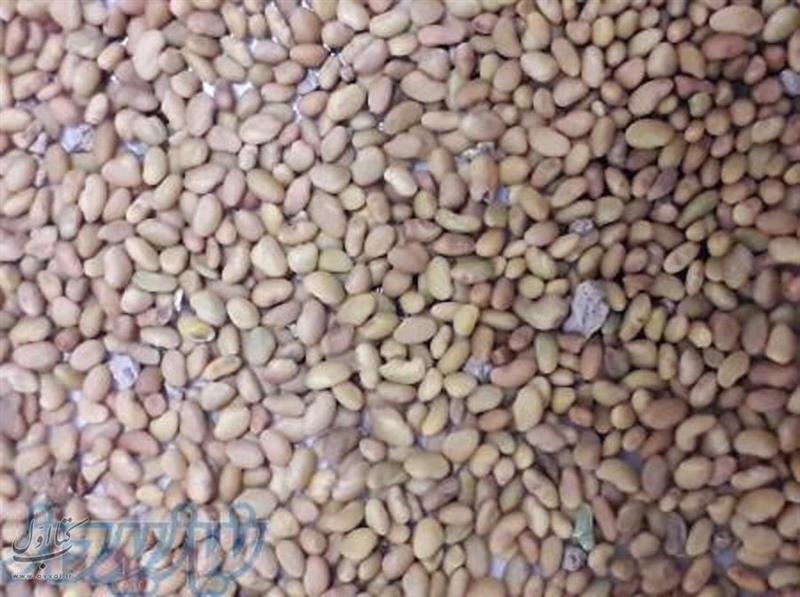 شرکت تکین بذر توانا