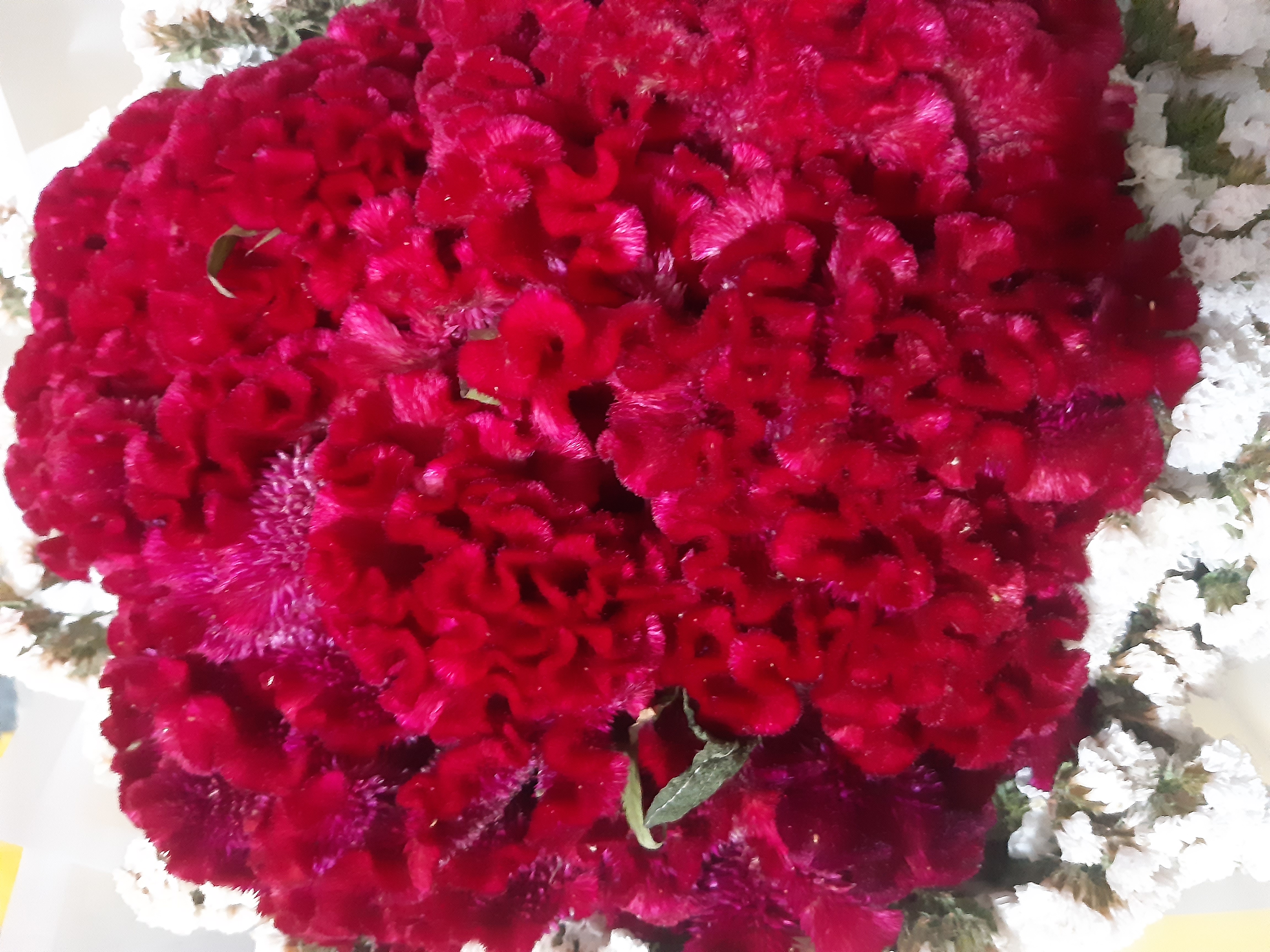 شرکت خدماتی نظافتی یاسر