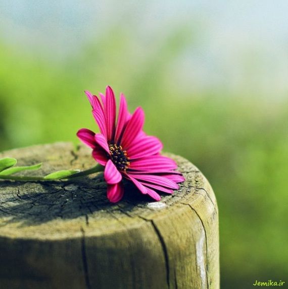 شرکت همیار ژلاتین آریا