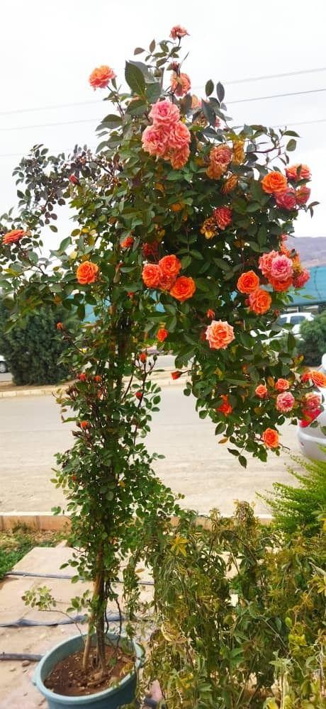 شرکت گلبان محلات