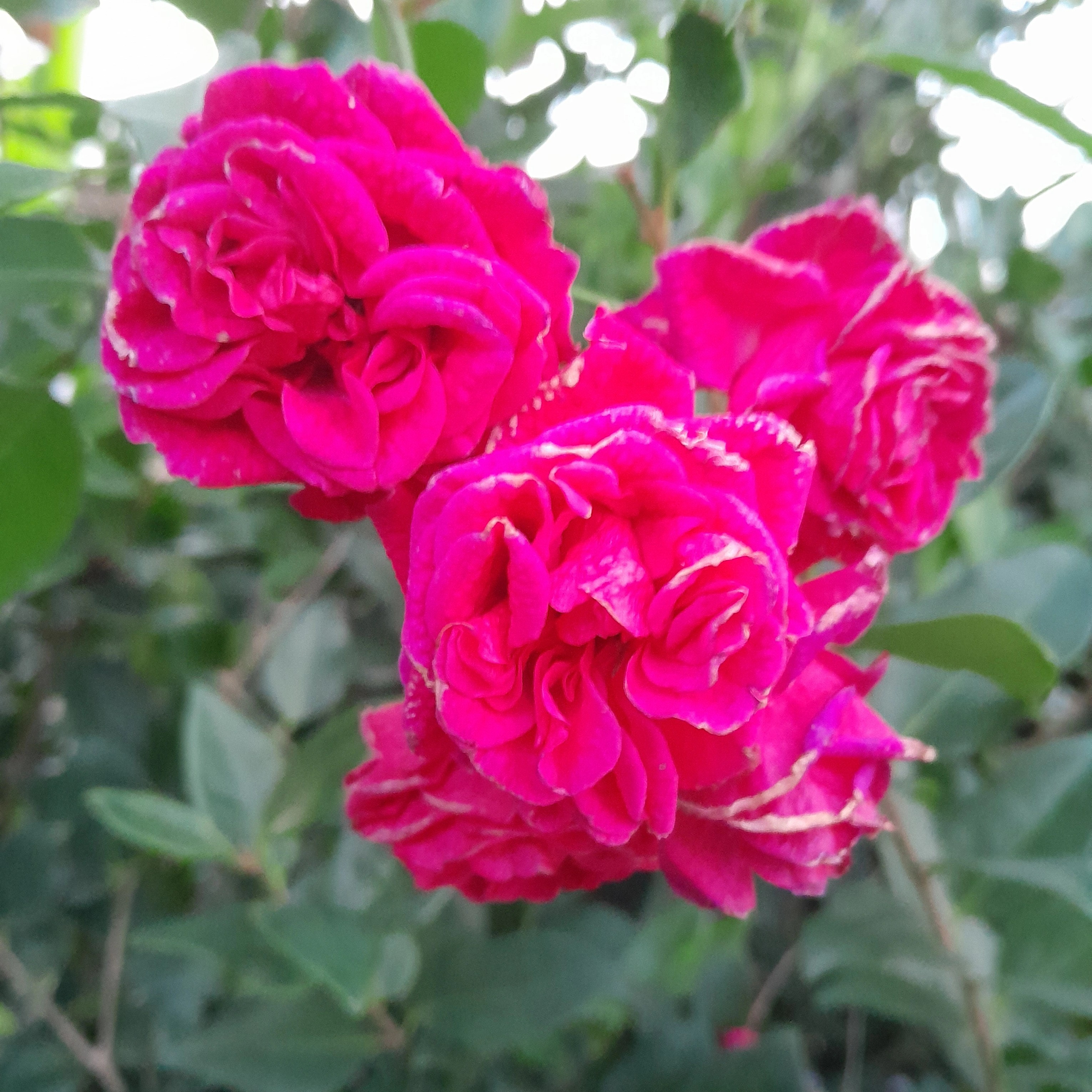 طراحی فضای سبز ویلا،آپارتمان،زمین حمید