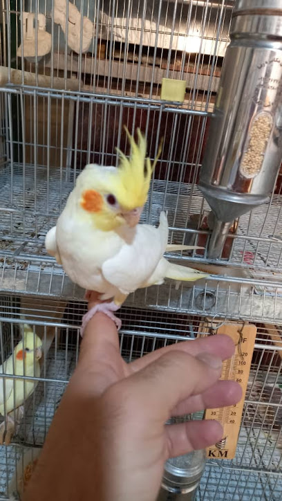 طوطی علی نژاد طوطی_علینژاد