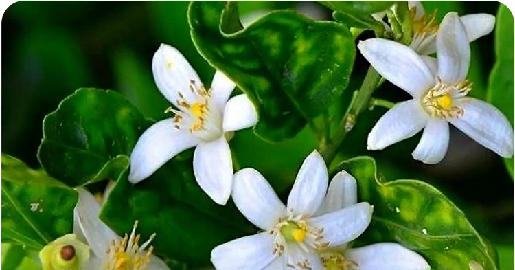 عرق بهارنارنج خانگی