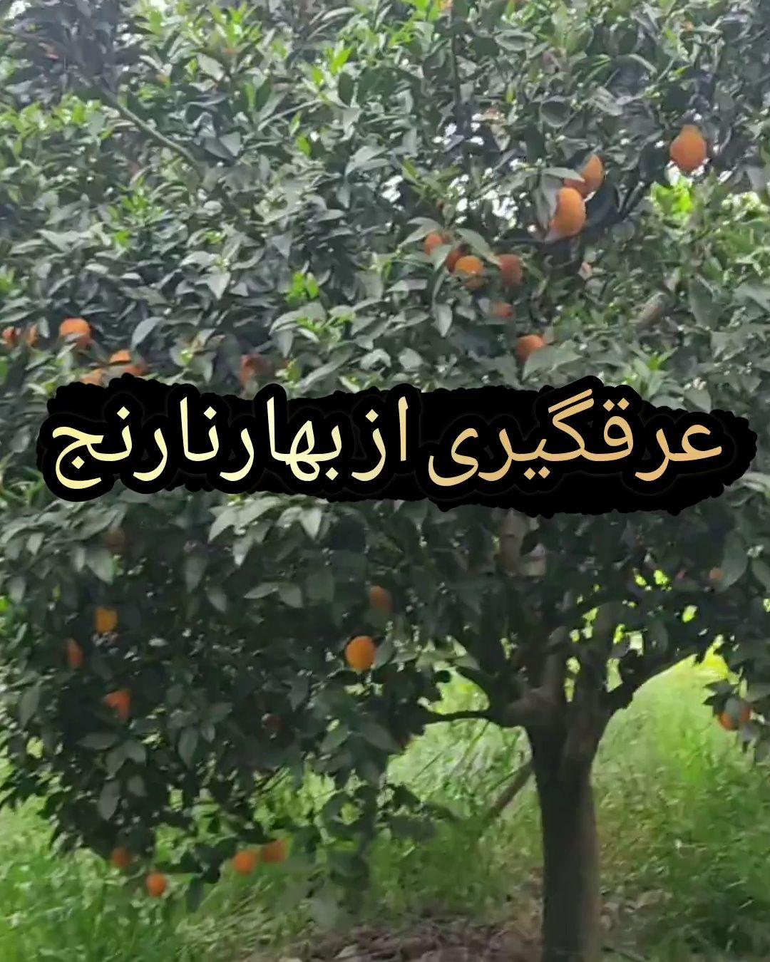 عرقیات آقای گلاب