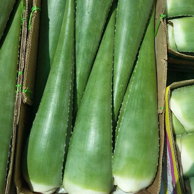 عطاری بهار نارنج