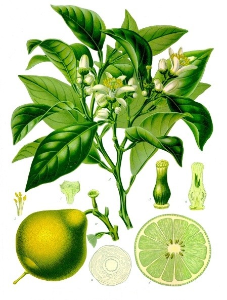 عطاری و سلامتکده ترنج