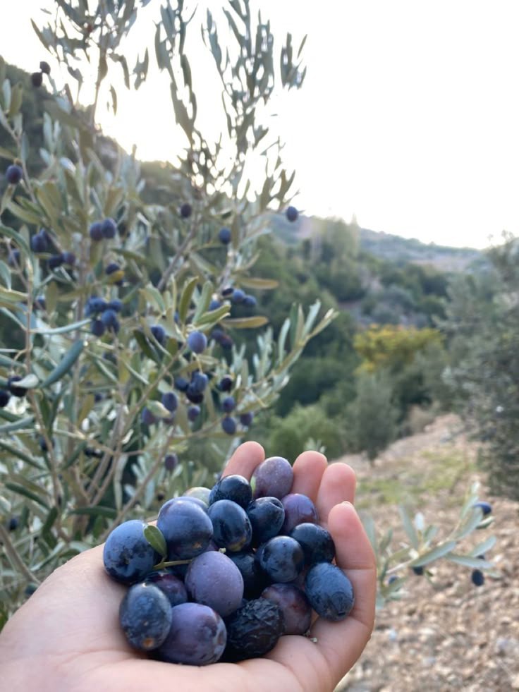 فروشگاه روغن چی