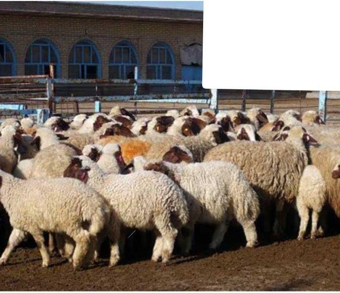 فروشگاه پتو روشنایی