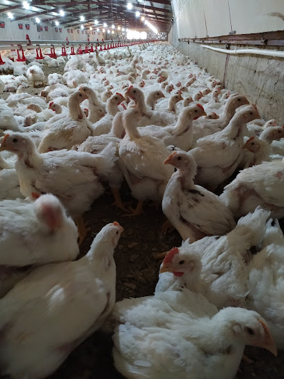 مزرعه مرغ گوشتی کربلایی ایرج ابوذری
