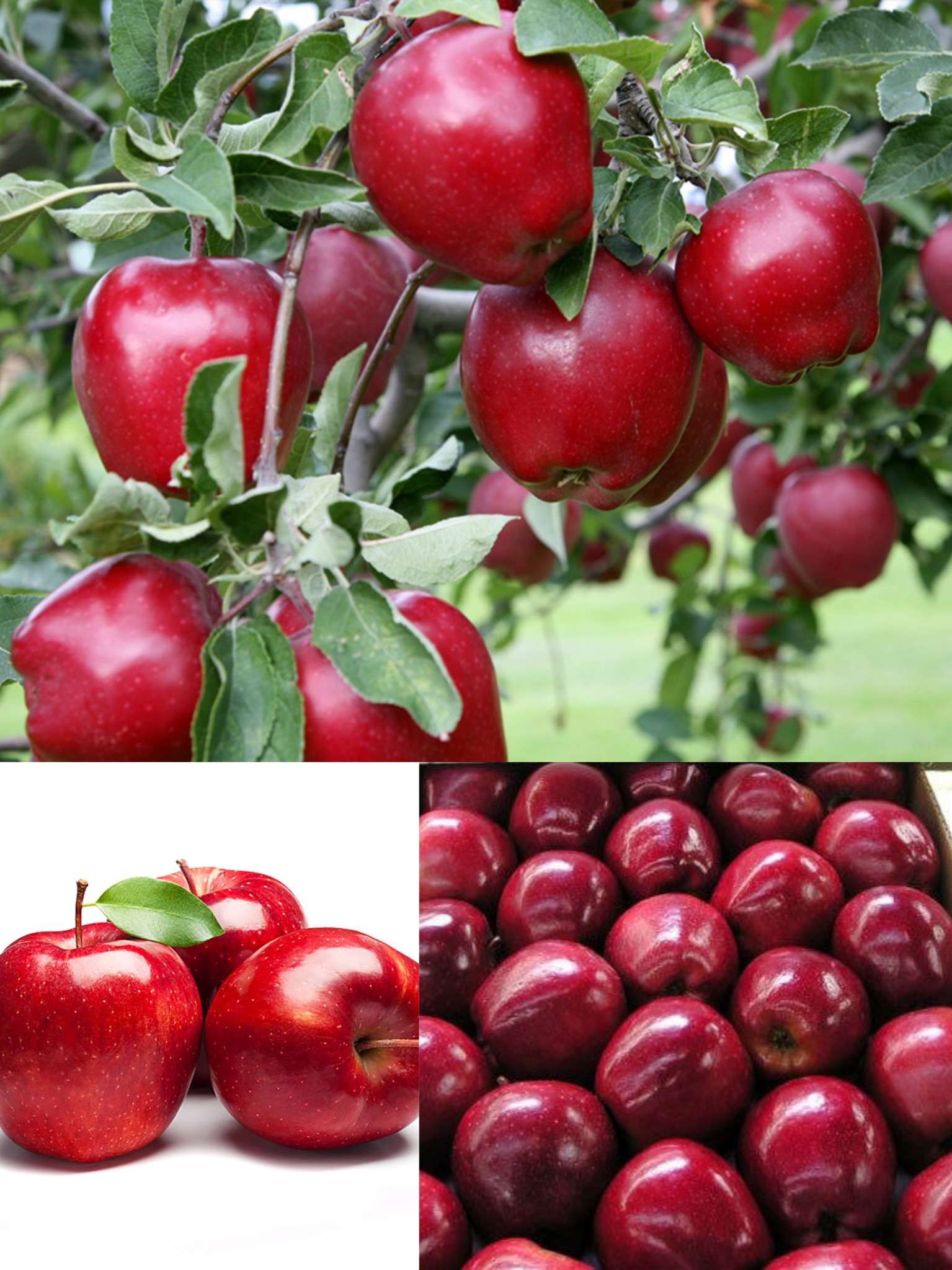 نسیم غرب کشت گر