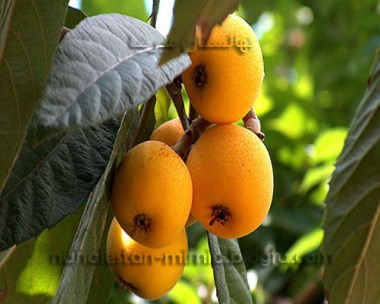 نهالستان میرنیا