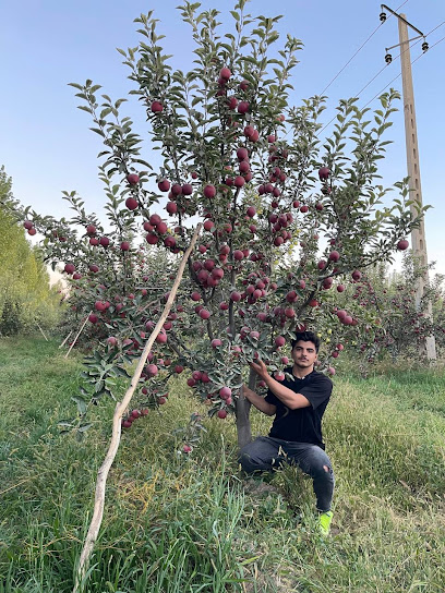 نهالستان پایا