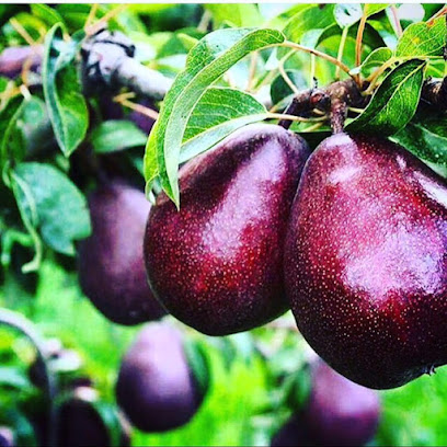 نهالستان پردیس