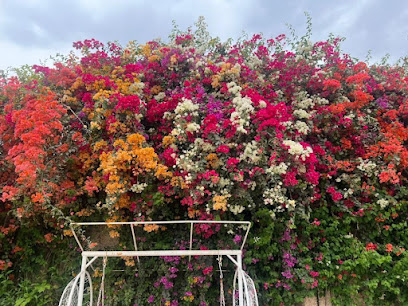 نهالستان کیوی یاسر
