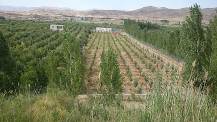 پرورش گاومیش دایاناق