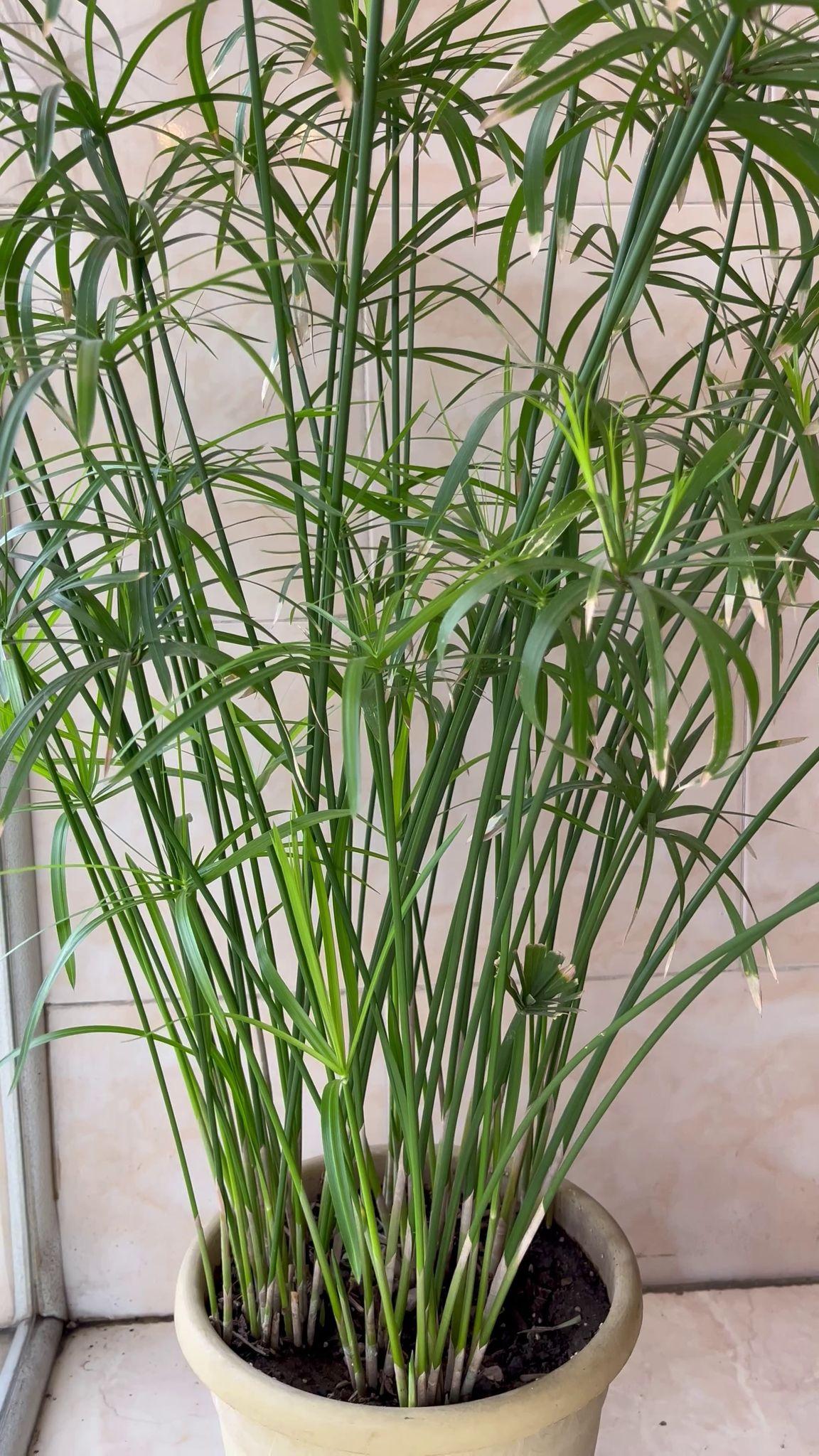 چی چنتا