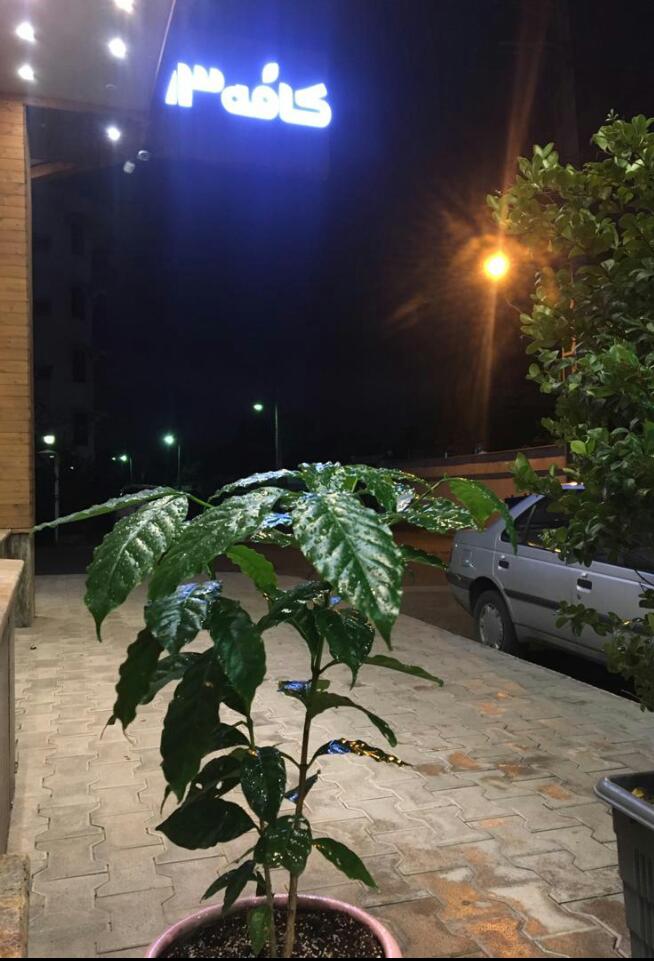 کافه سیزده