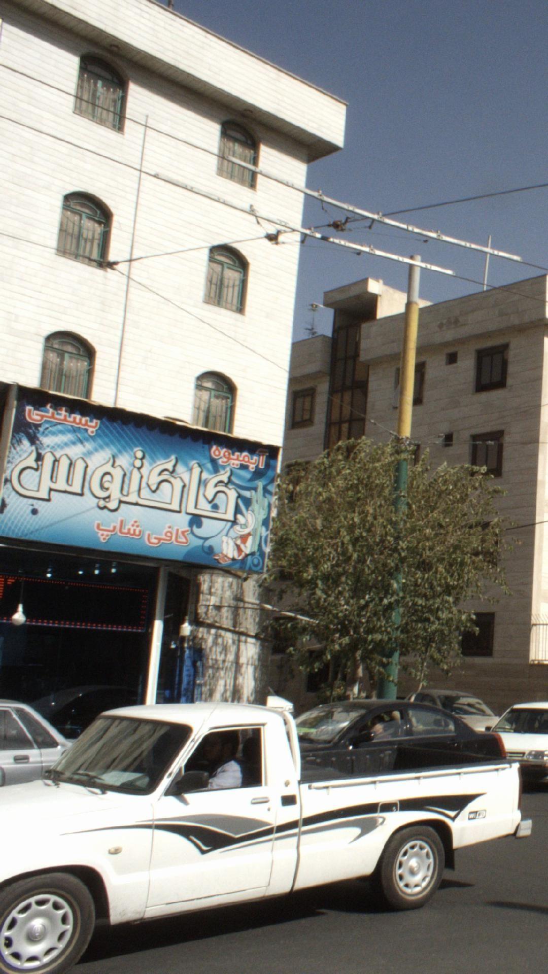 کاکتوس