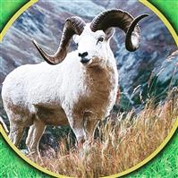 کله سرای افق