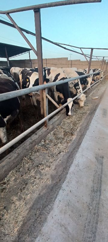 گاوداری خسروآبادی