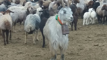 گاوداری محمود صباغی