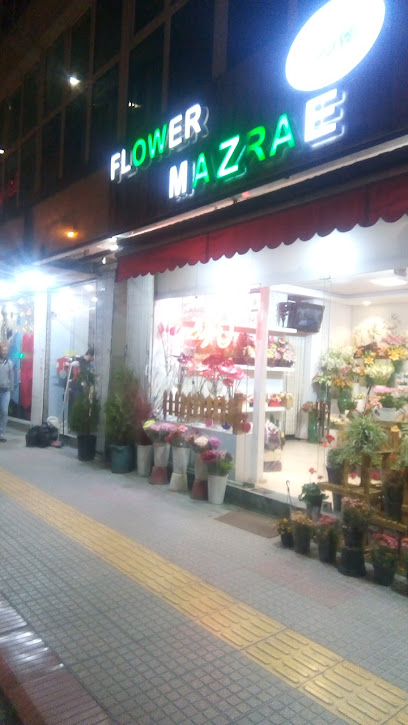 گل مزرعه