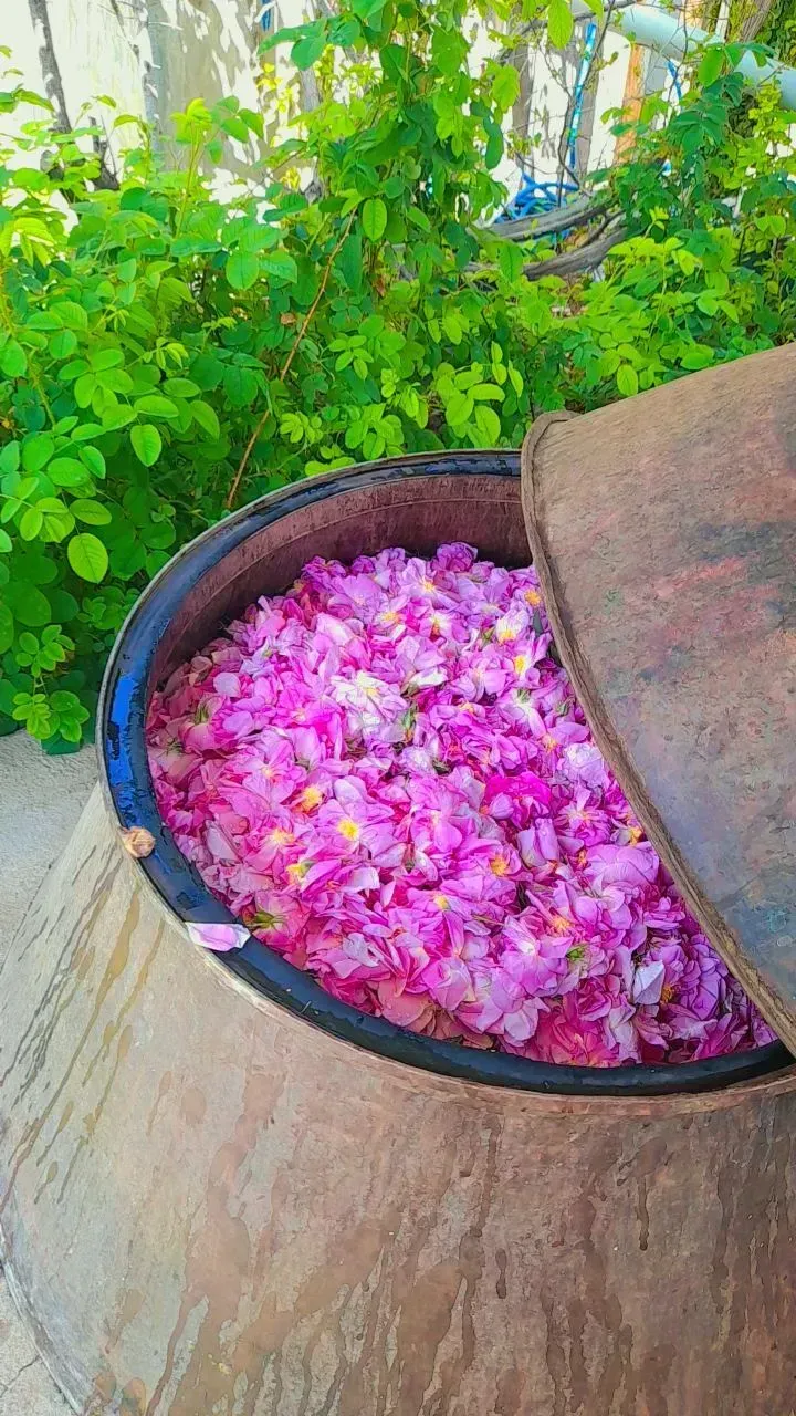 گلابگیری سنتی نور کعبه
